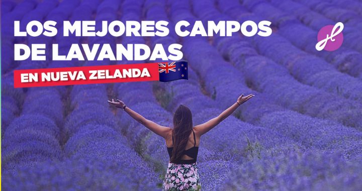 Los mejores campos de lavanda en nueva zelanda